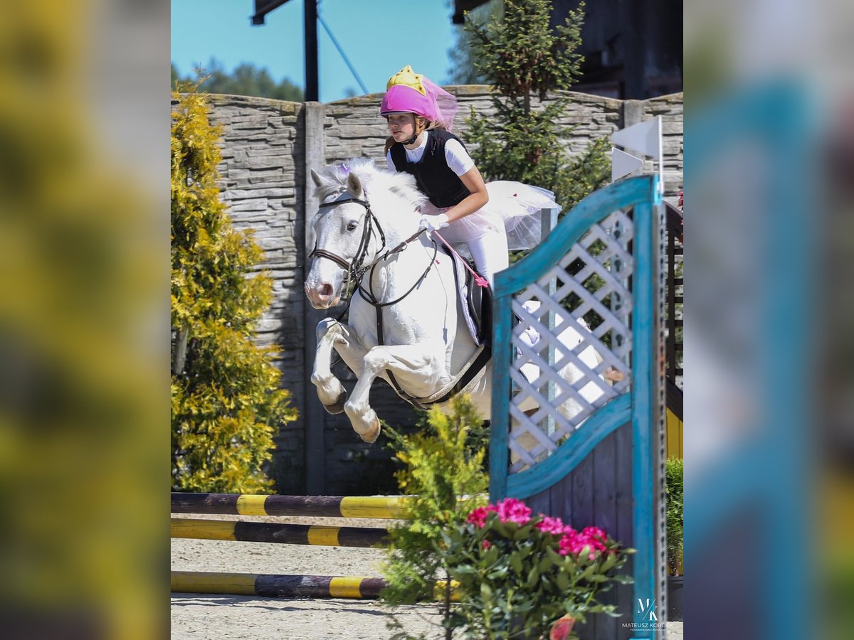 Connemara Mix Mare 7 years 13,2 hh Gray in Paruszka