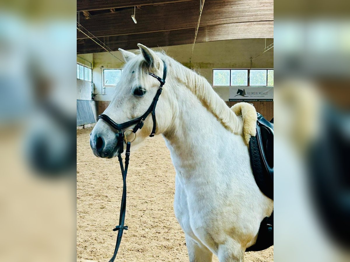 Connemara Mare 7 years 14,1 hh Gray in Furth im Wald