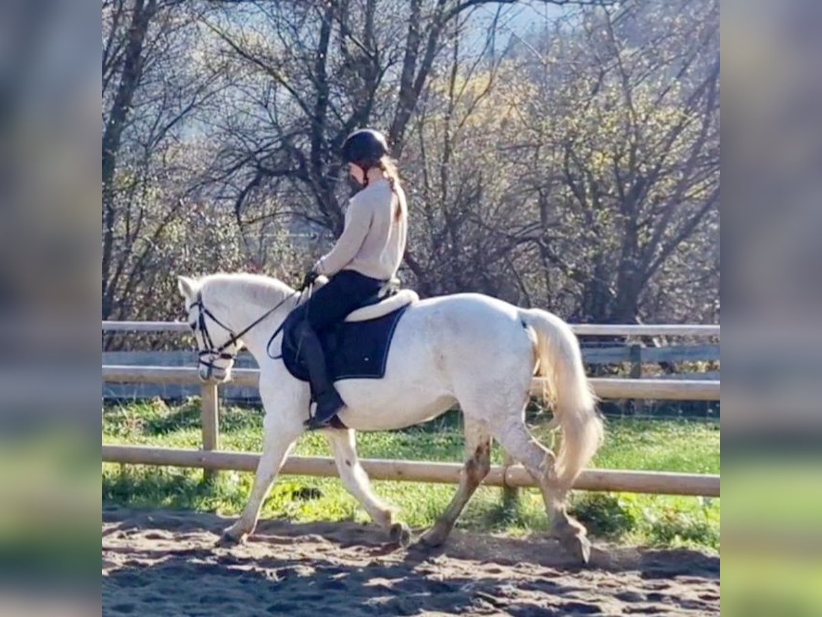 Connemara Mare 7 years 14,1 hh Gray in Gummern