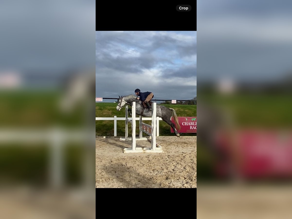 Connemara Mix Mare 7 years 14,2 hh Gray in Clones