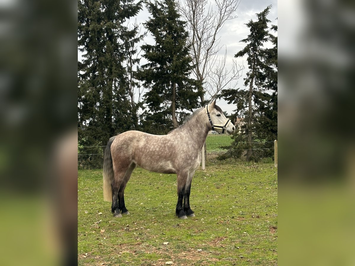 Connemara Mare 7 years 14,2 hh Roan-Blue in Pierrelatte