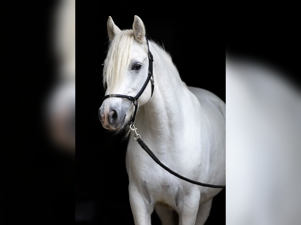 Connemara Mare 7 years 14 hh Gray in HeidenrodH