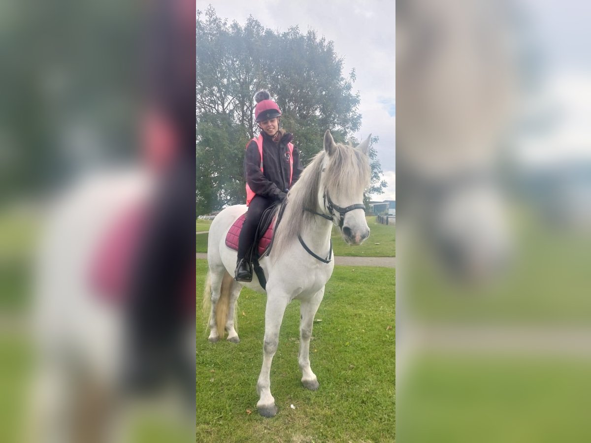 Connemara Mare 7 years 14 hh Grey in Belfast