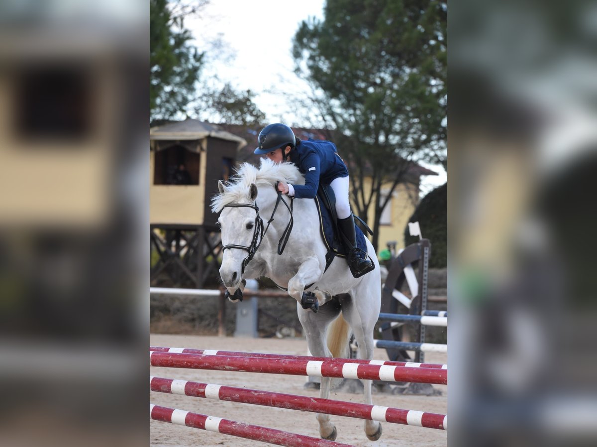 Connemara Mare 7 years 14,2 hh Gray in Chieti