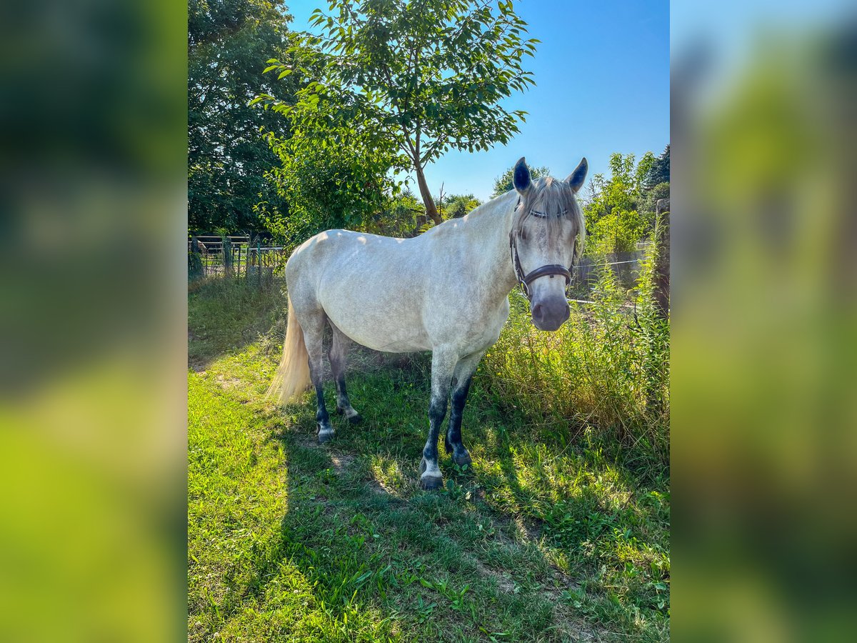 Connemara Mare 7 years 15 hh Can be white in Hohe Börde