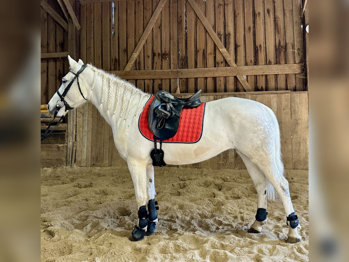 Connemara Mare 7 years Grey-Dapple in Lisberg