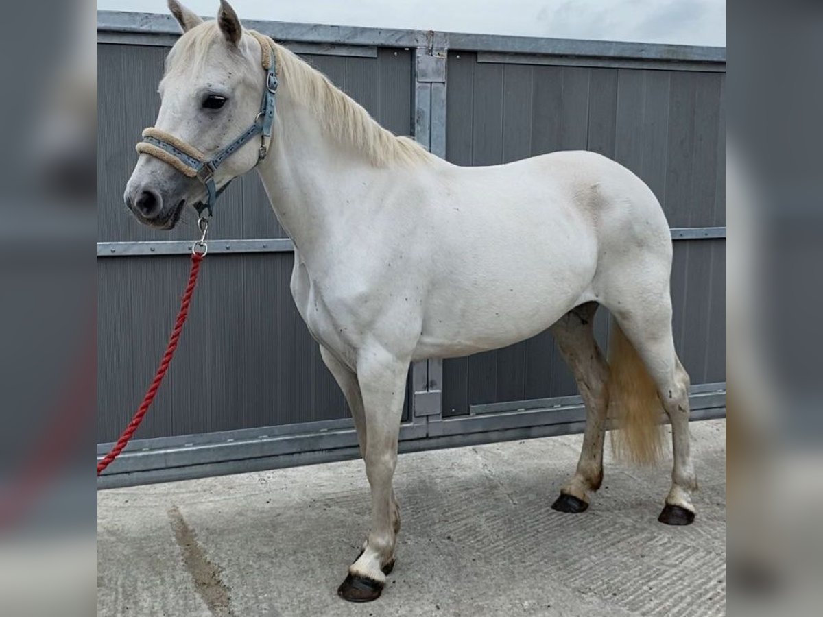 Connemara Mare 8 years 14,1 hh Gray in Gummern