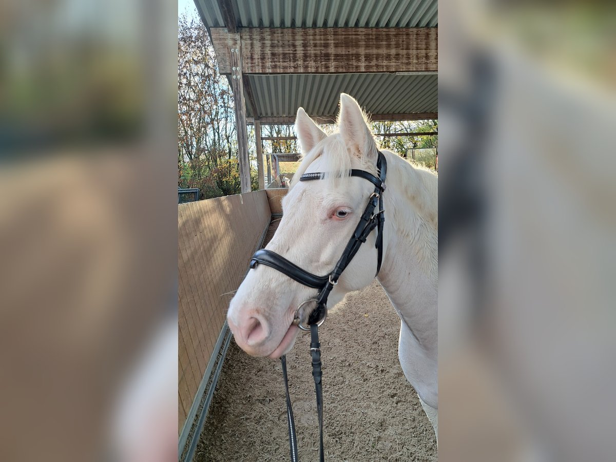 Connemara Mare 8 years 14,2 hh in Langenselbold