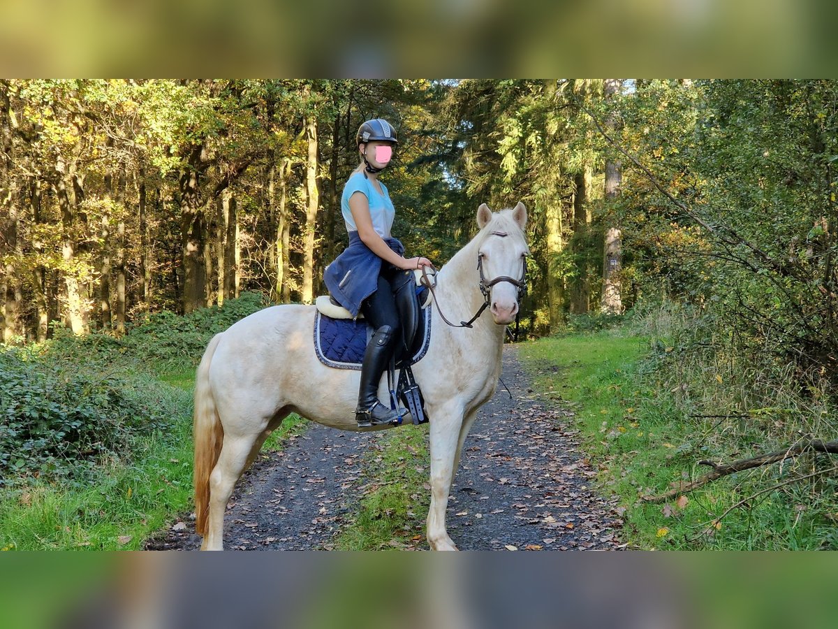 Connemara Mare 8 years 14,2 hh in Langenselbold