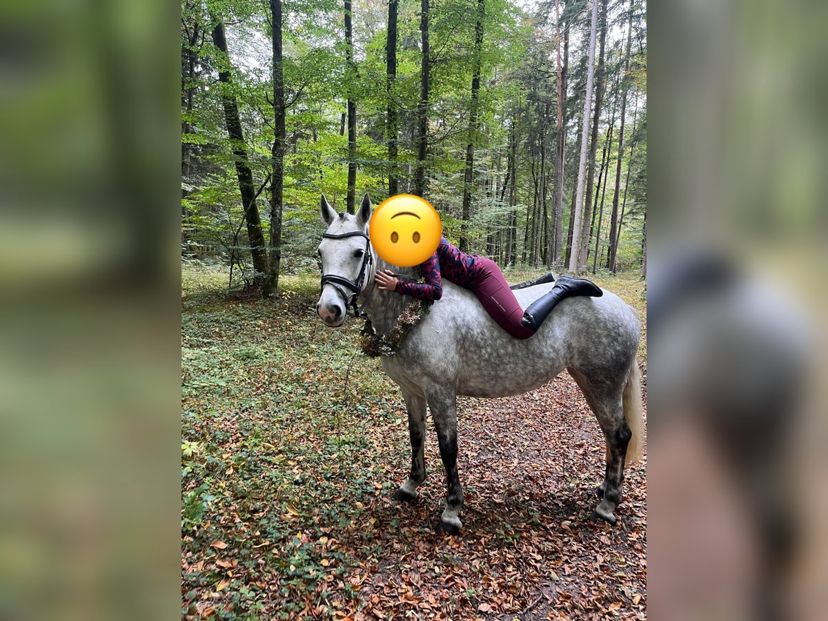 Connemara Mare 8 years 14,3 hh Gray-Dapple in Emmerting