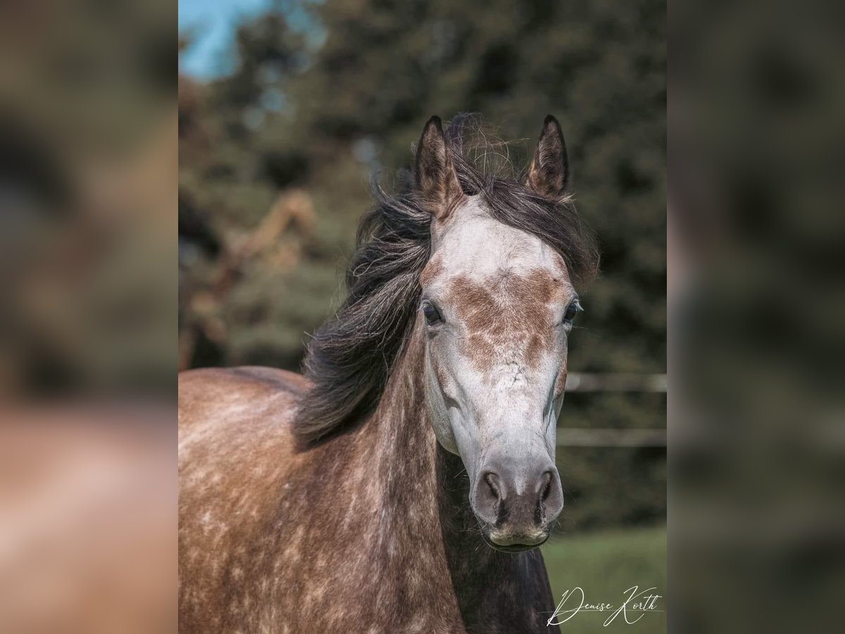 Connemara Mare 8 years 14,3 hh Grey-Red-Tan in Sembach