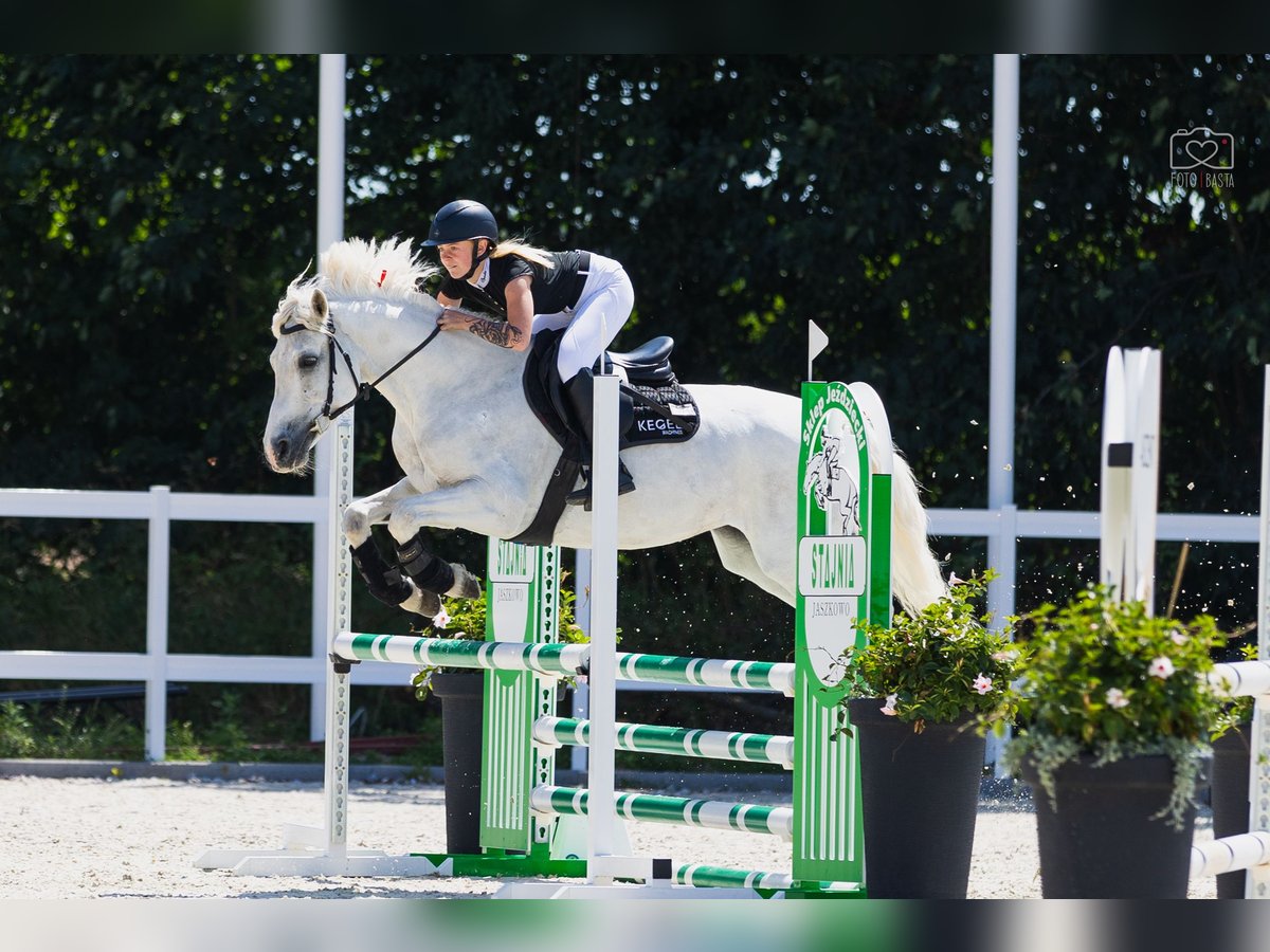 Connemara Mare 9 years 14,1 hh White in Pozna&#x144;