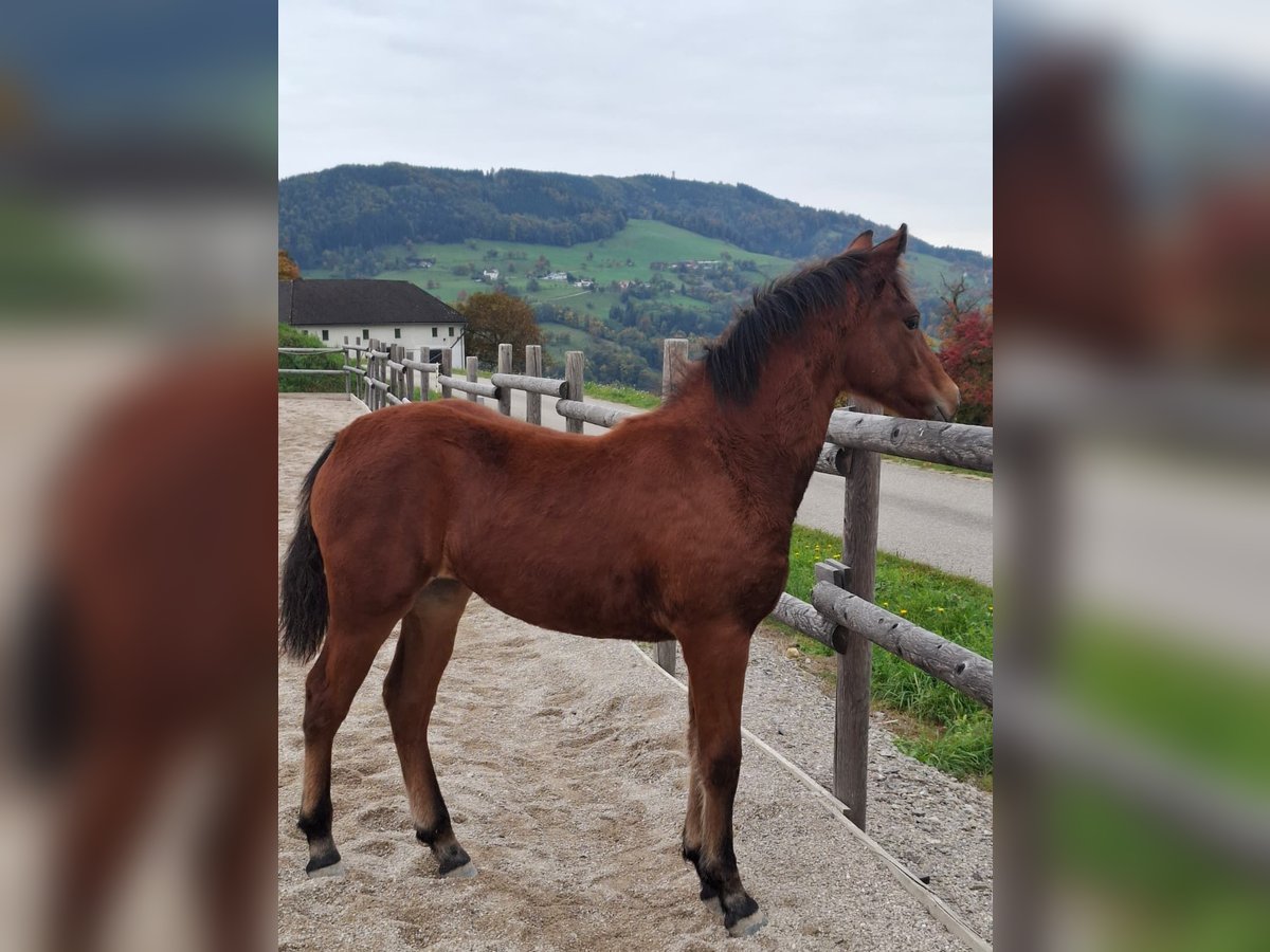 Connemara Mare Foal (05/2025) 14,1 hh Brown in Behamberg