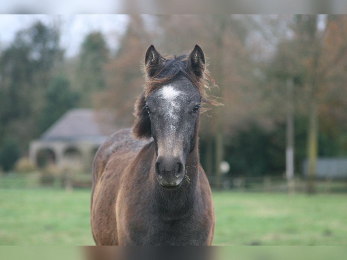 Connemara Mare  Gray in Brecht