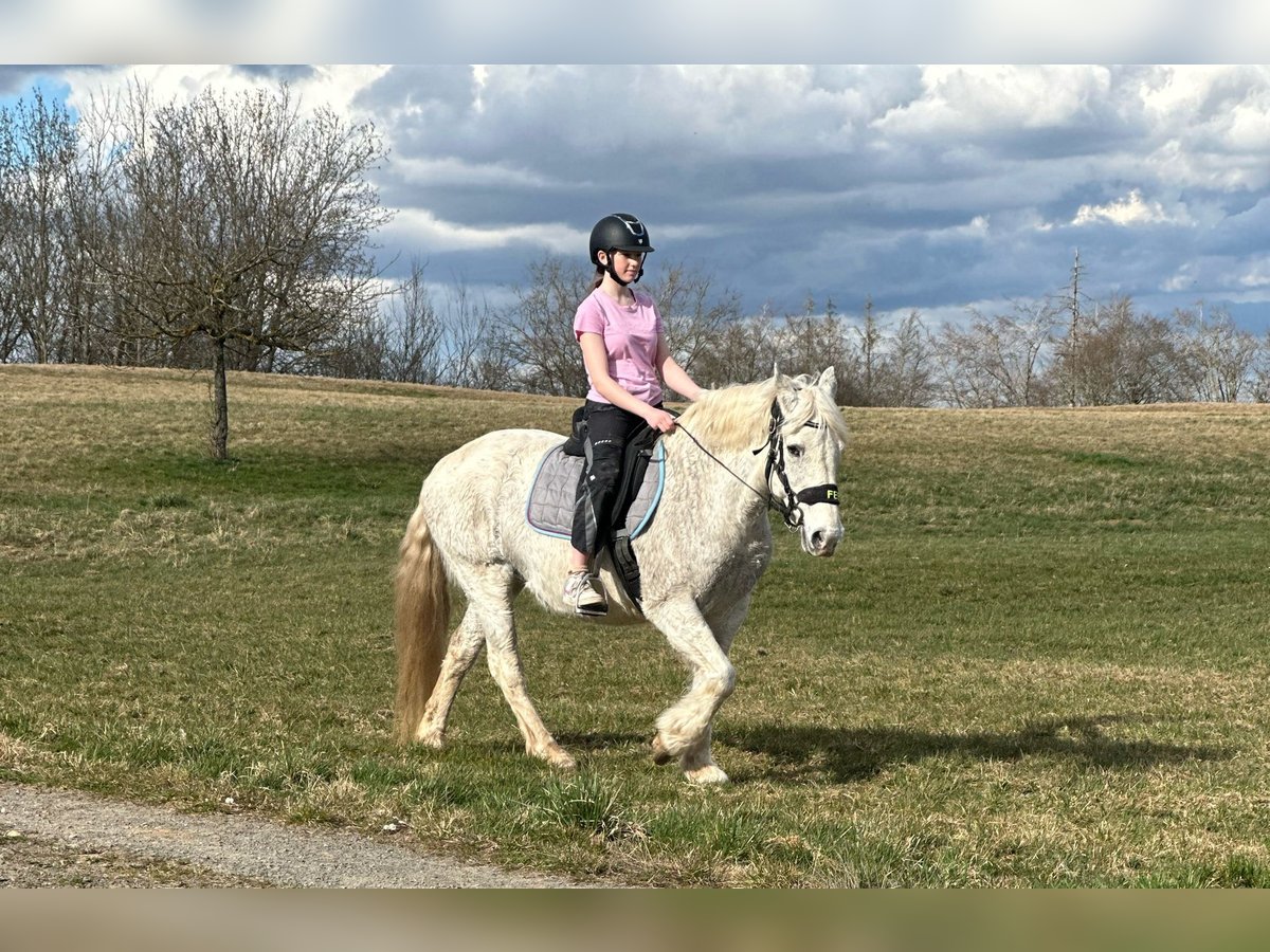 Connemara Mix Merrie 15 Jaar 154 cm Schimmel in Bad M&#xFC;nstereifel