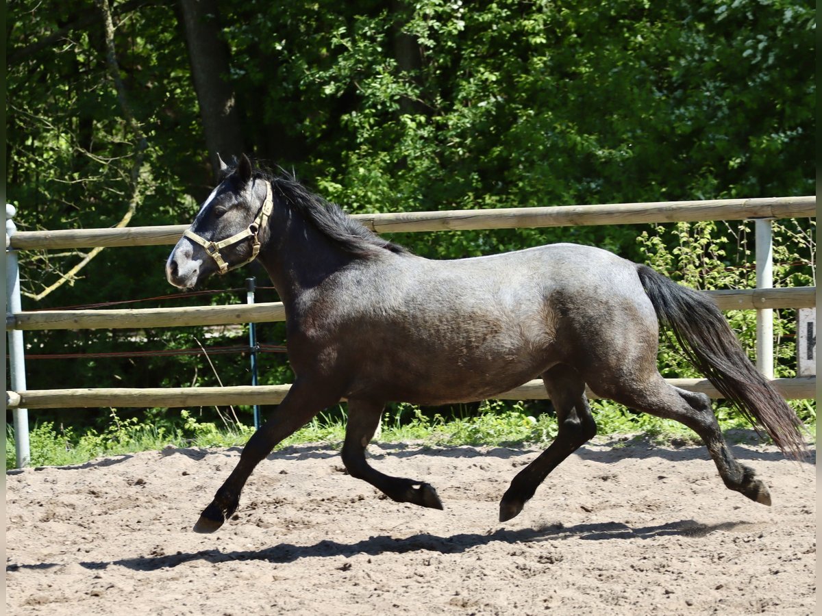 Connemara Merrie 2 Jaar 146 cm in Greding