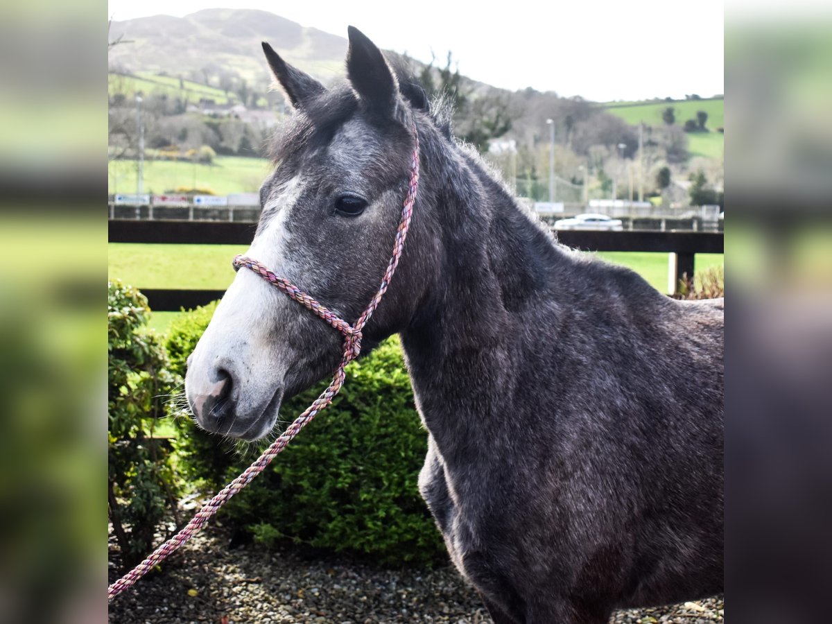 Connemara Merrie 3 Jaar 147 cm Schimmel in Dundalk