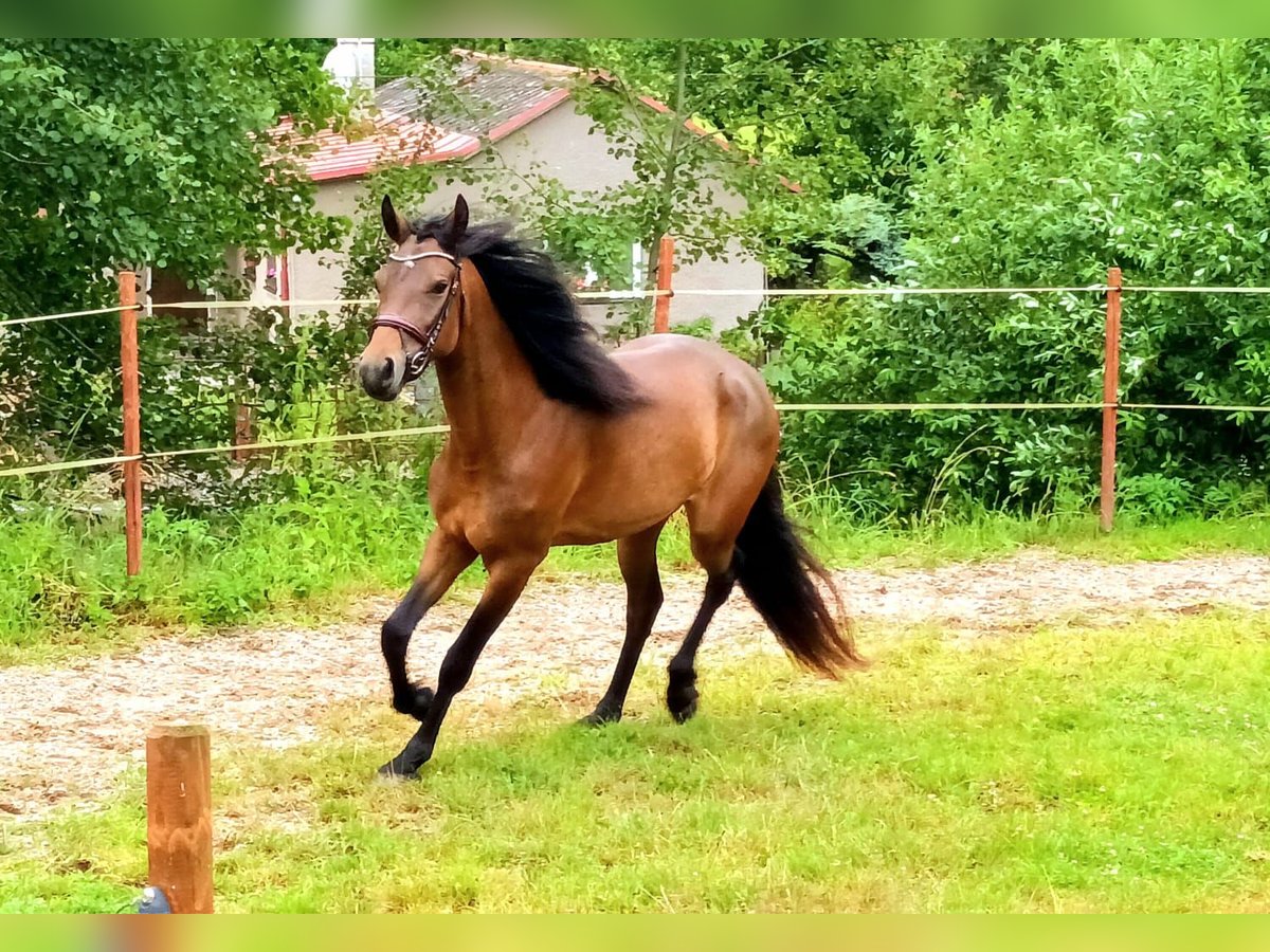 Connemara Merrie 3 Jaar 151 cm Bruin in Doln&#xED; Dobrou&#x10D; Czech republic