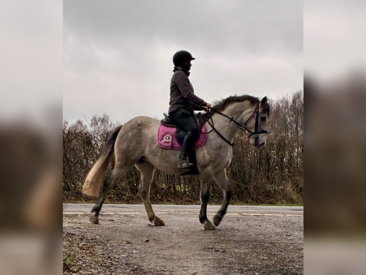 Connemara Merrie 4 Jaar 140 cm Schimmel in Ruette