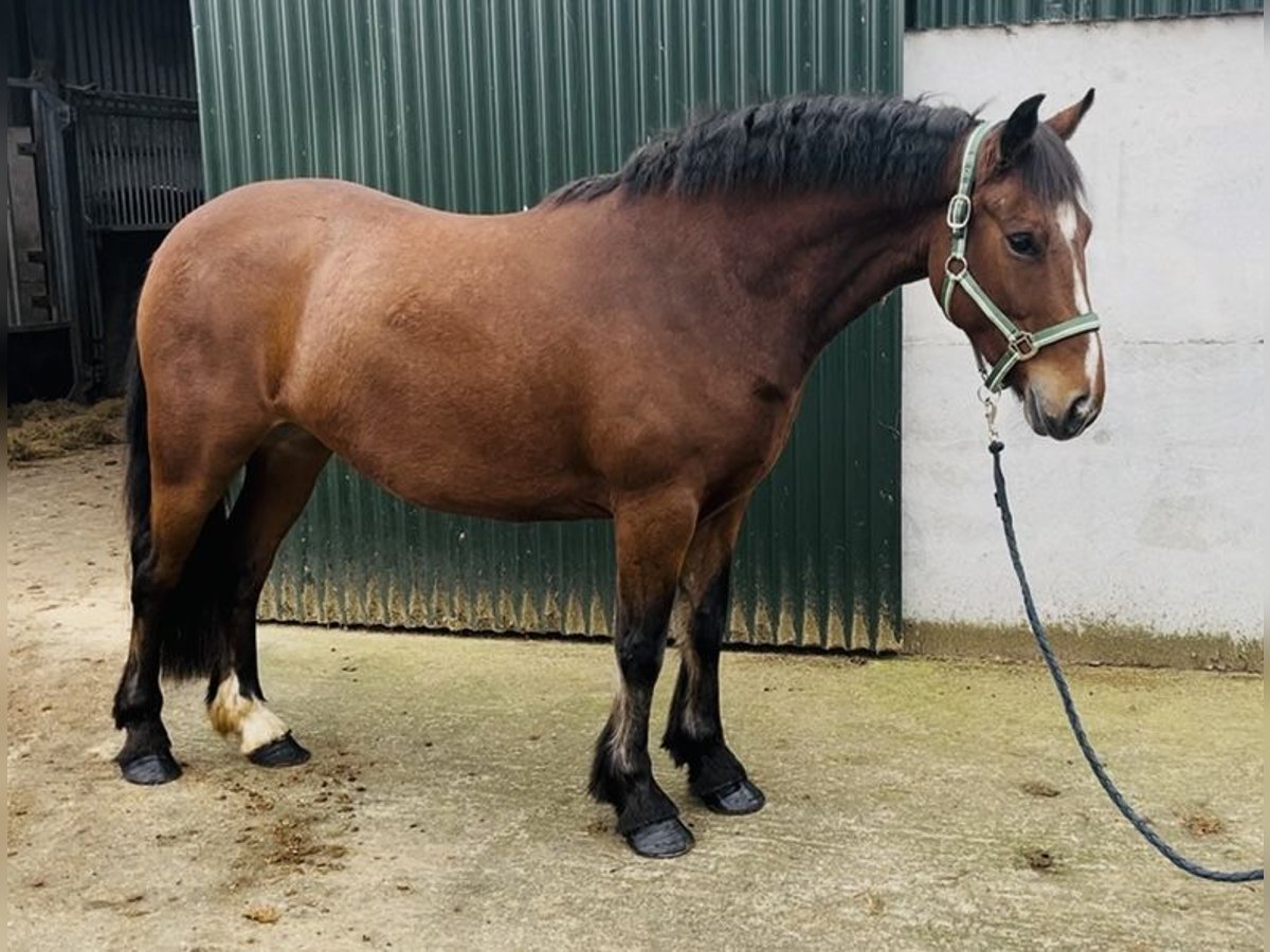 Connemara Merrie 4 Jaar 144 cm Bruin in Sligo