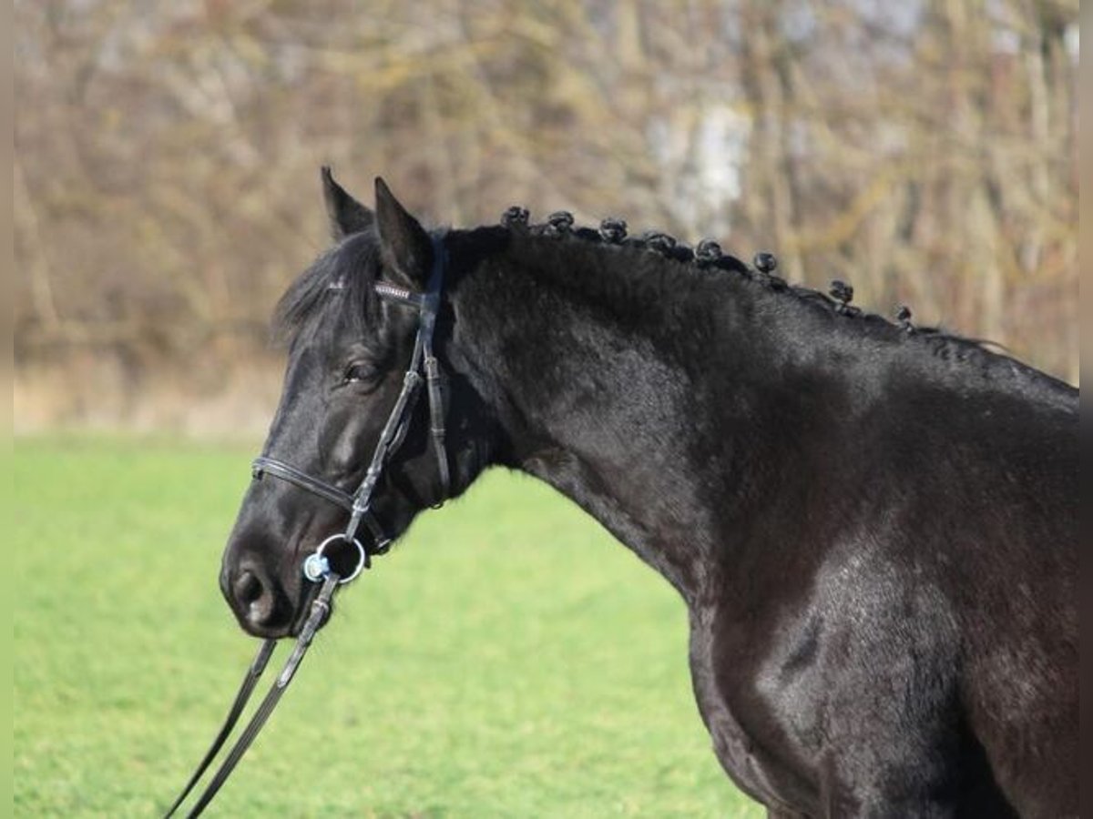 Connemara Merrie 4 Jaar 152 cm Zwart in Kecsk&#xE9;m&#xE9;t