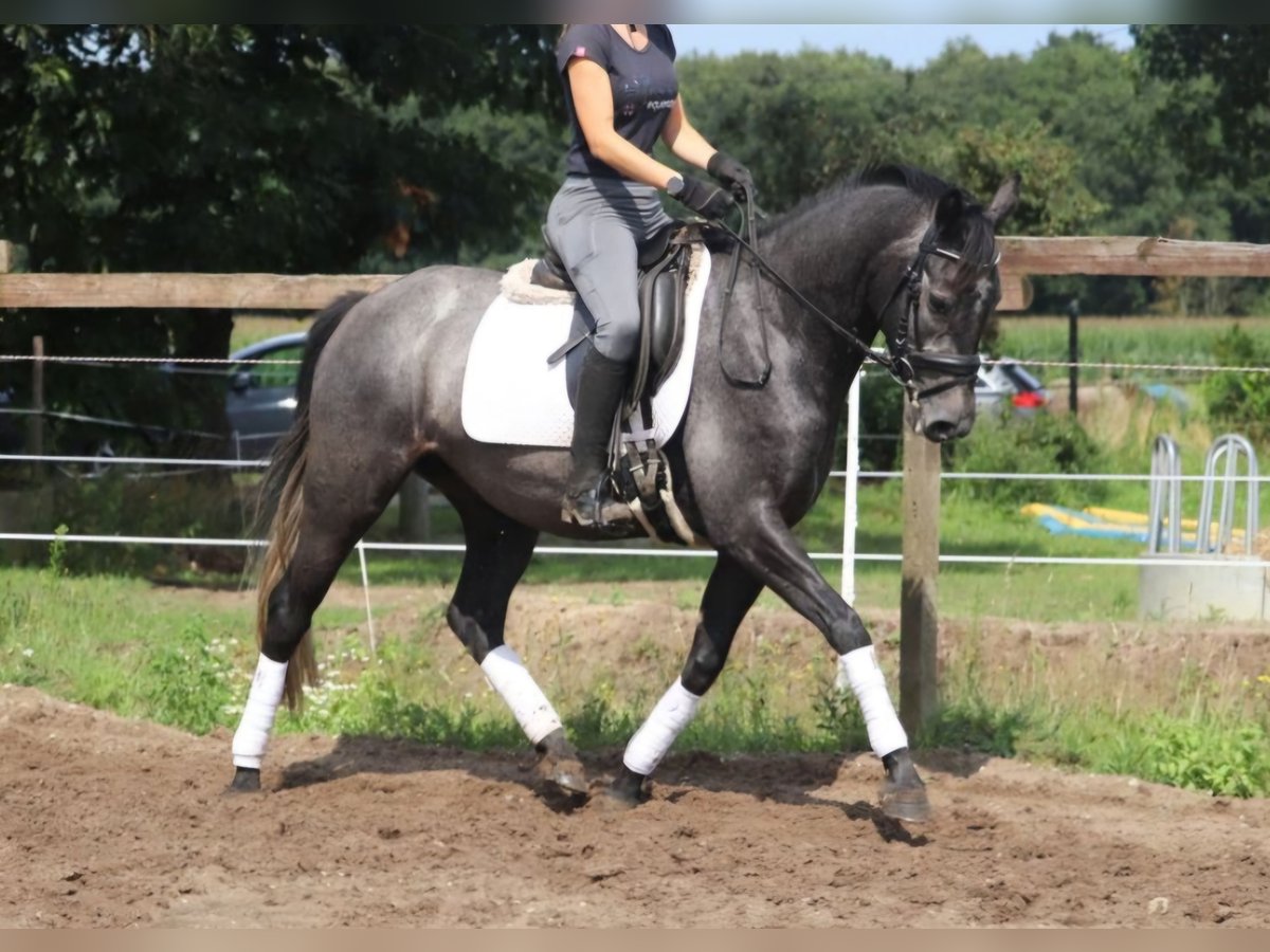 Connemara Merrie 4 Jaar 153 cm Zwartschimmel in Wachtendonk