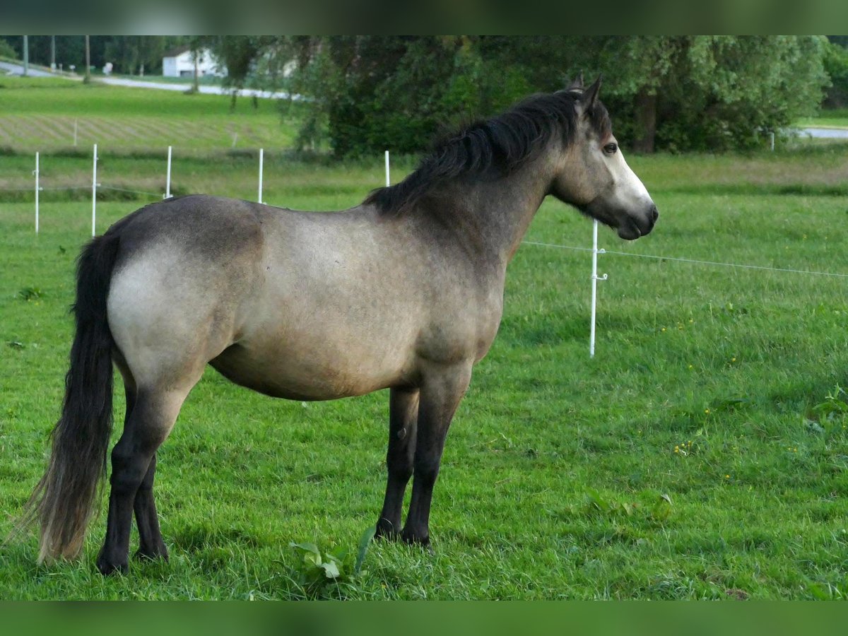Connemara Merrie 5 Jaar 145 cm Brown Falb schimmel in Bockhorn