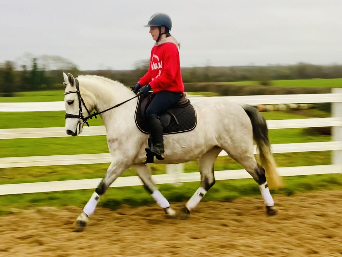 Connemara Merrie 5 Jaar 145 cm Schimmel in Mountrath