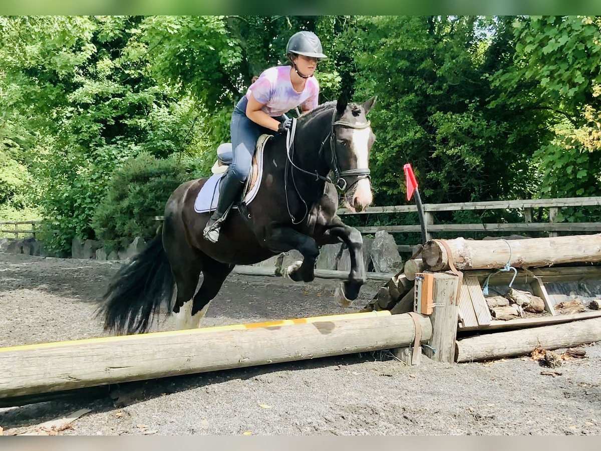 Connemara Mix Merrie 5 Jaar 155 cm Zwart in Mountrath