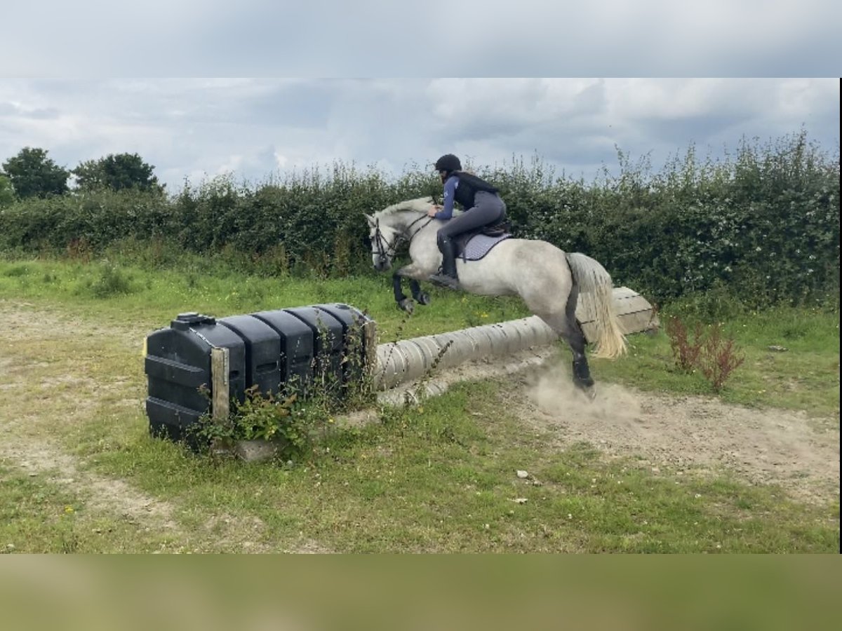 Connemara Merrie 6 Jaar 146 cm Schimmel in Athlone