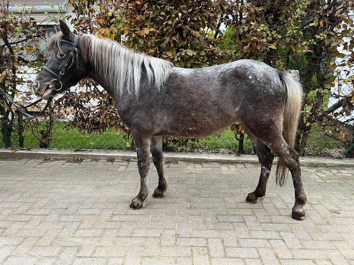 Connemara Merrie 8 Jaar 122 cm Zwartschimmel in EinbeckEinbeck