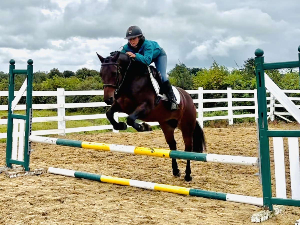 Connemara Merrie 8 Jaar 148 cm Bruin in Mountrath