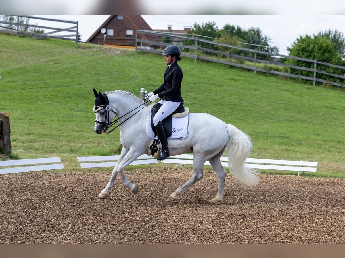 Connemara Merrie 9 Jaar 148 cm Schimmel in Harsdorf