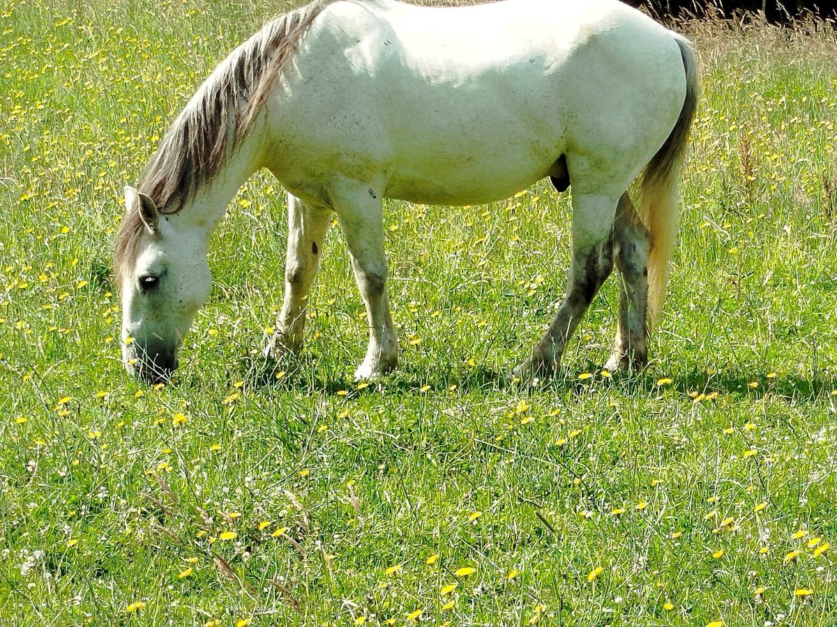 Connemara Mix Ruin 13 Jaar 155 cm Schimmel in Br&#xFC;gge