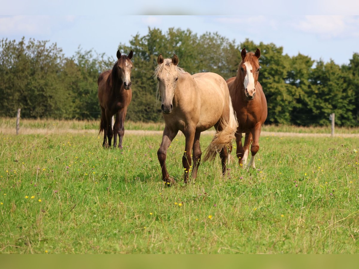 Connemara Mix Ruin 1 Jaar 150 cm Palomino in Mudau Reisenbach