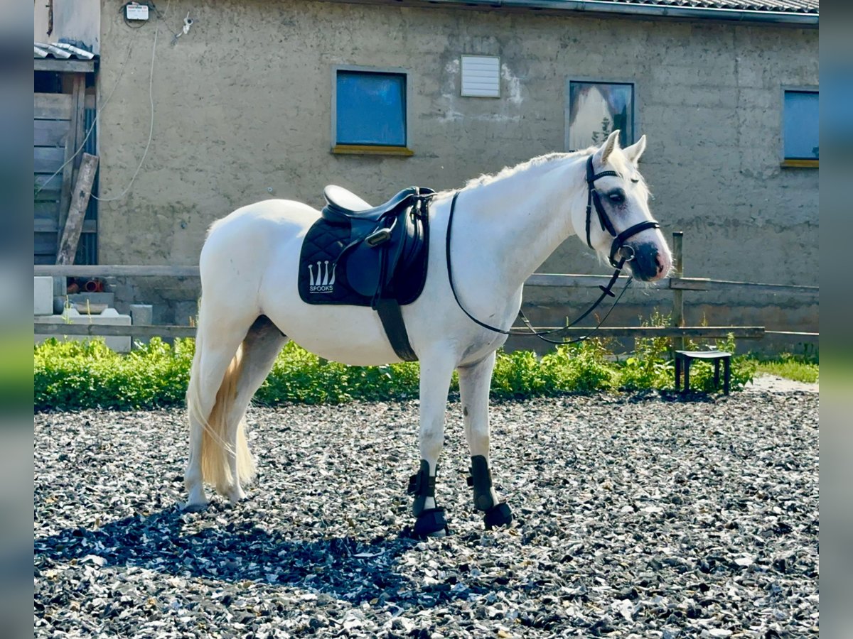 Connemara Ruin 4 Jaar 147 cm Schimmel in Lisberg