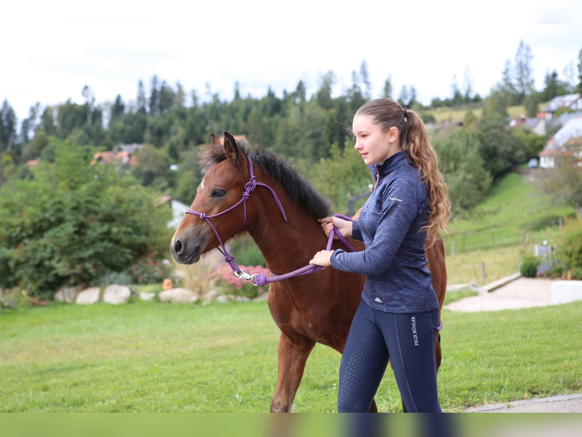 Connemara Semental 1 año 145 cm Castaño in Dachsberg