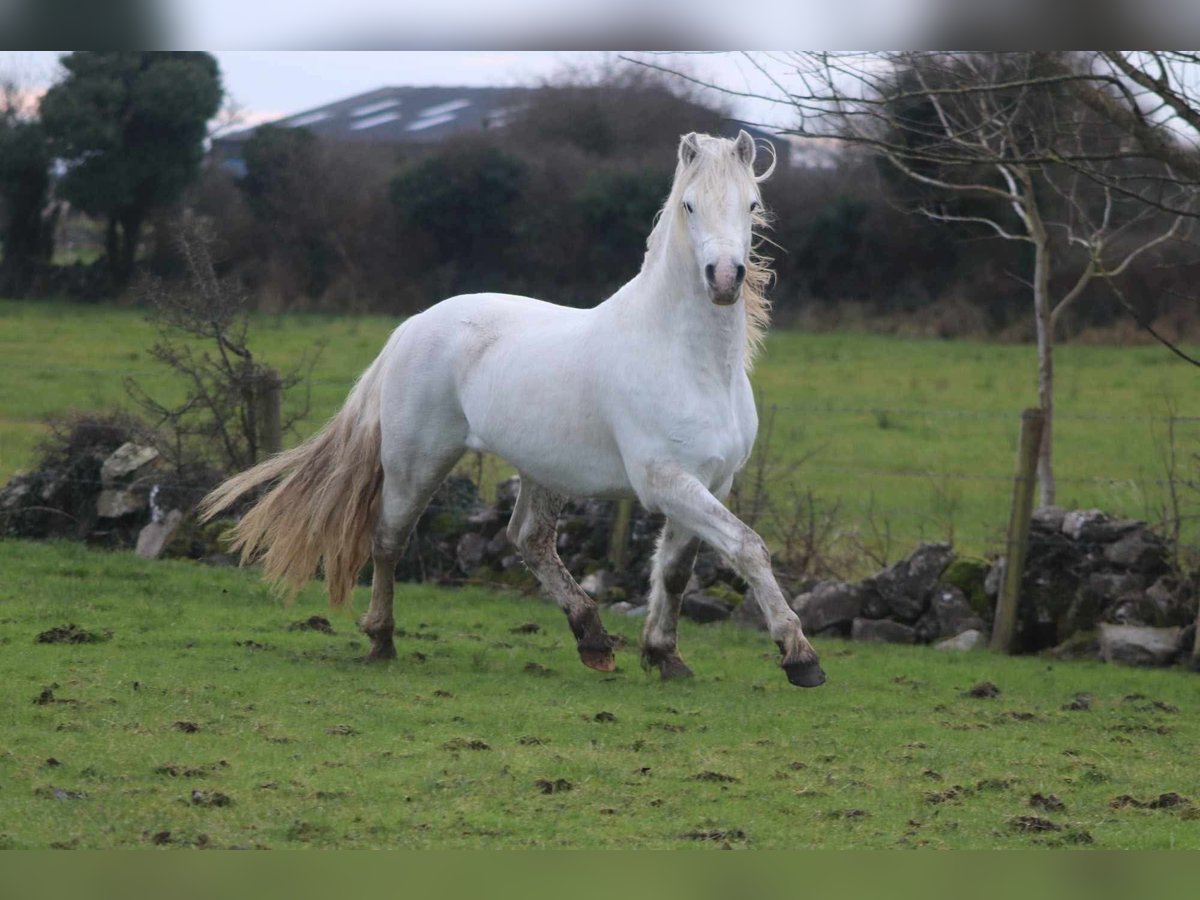 Connemara Semental 5 años 144 cm Tordo in Bastogne
