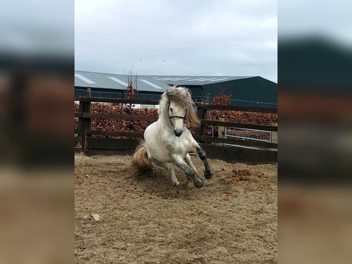 Connemara Stallion 10 years 14,1 hh Gray in Villingendorf