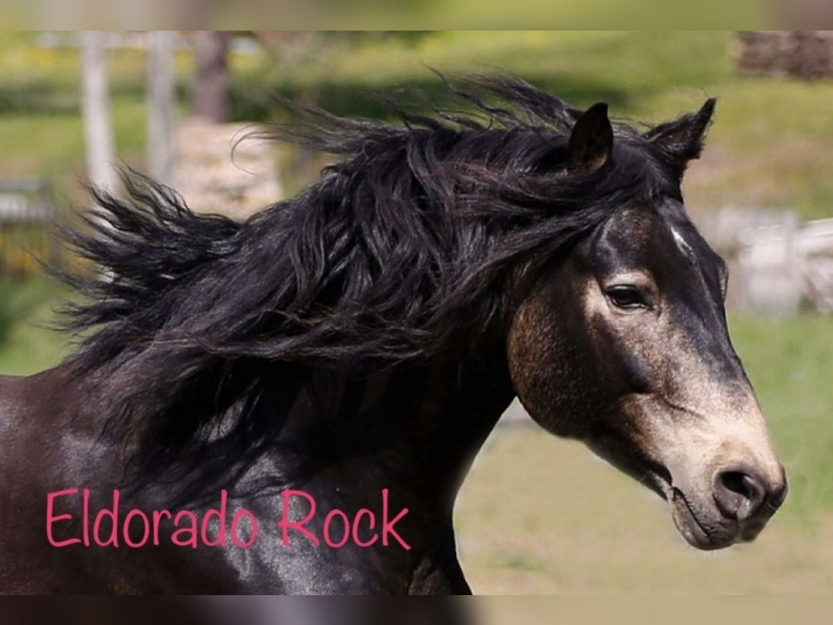 Connemara Stallion 15 years 15 hh Dun in Rothenbuch