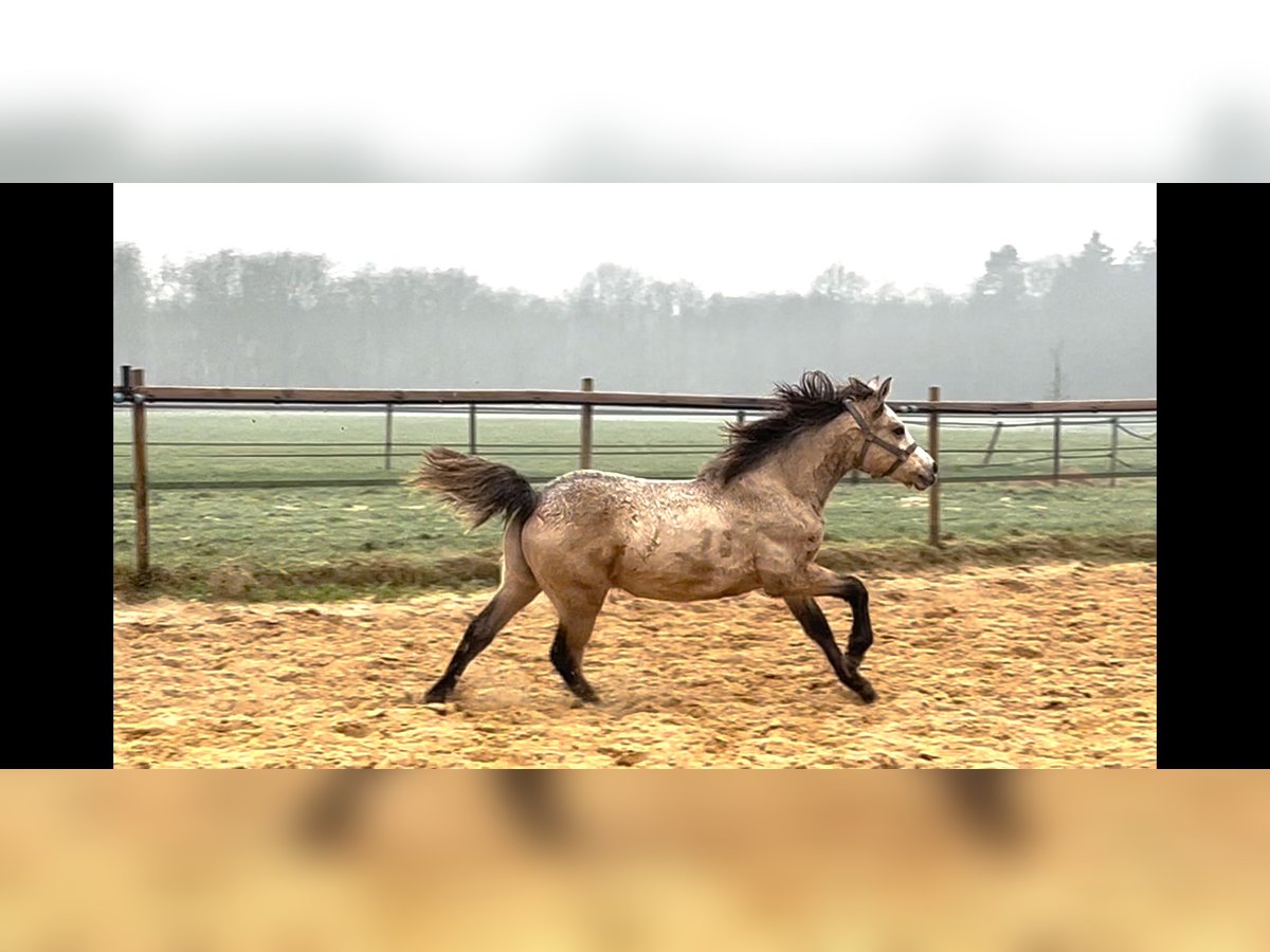 Connemara Stallion 1 year 13 hh Dun in Hoogersmilde