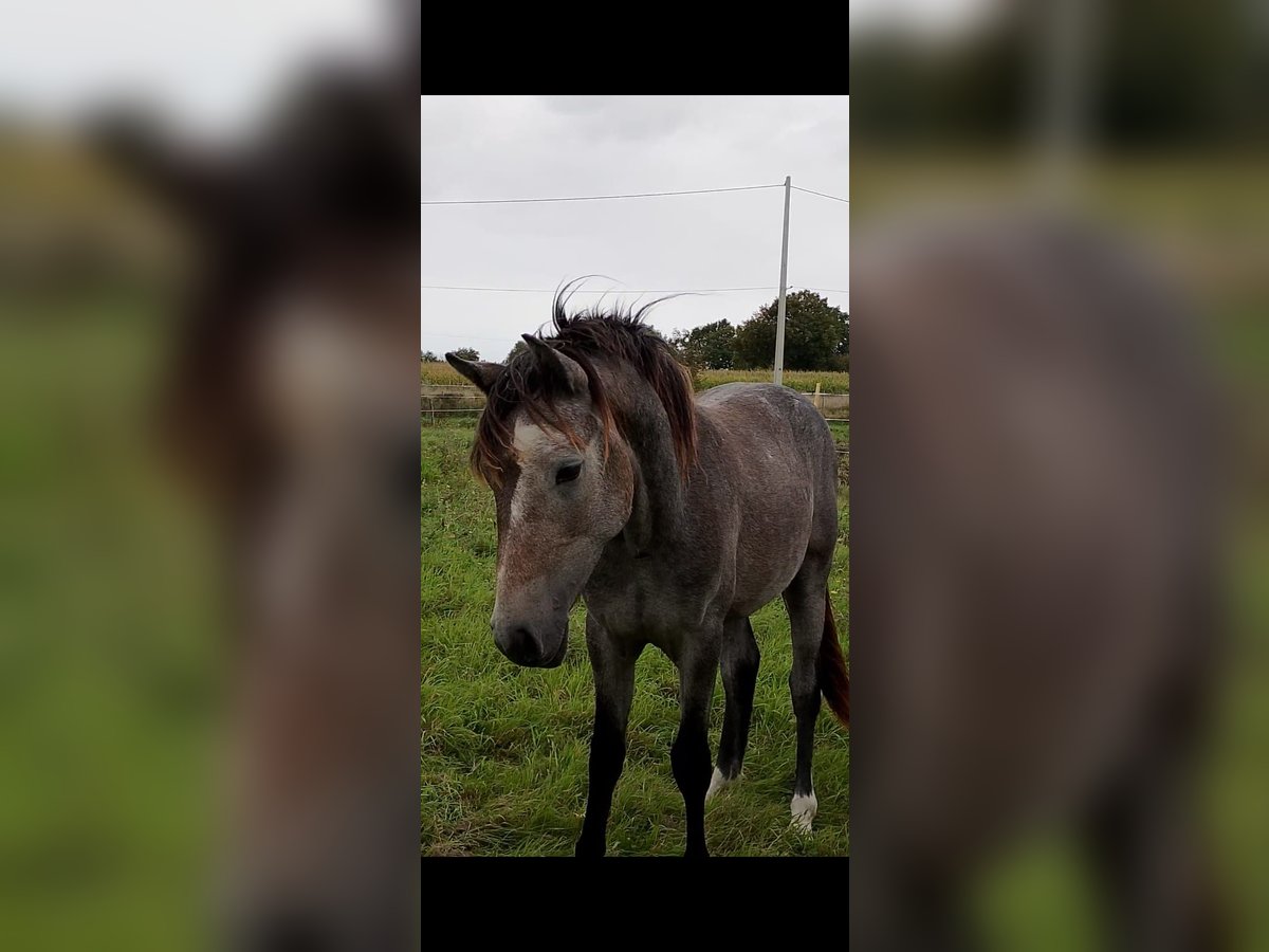 Connemara Stallion 1 year 13,2 hh Grey in RIVES DU LOIR EN ANJOU (LD. VILLEVEQUE)