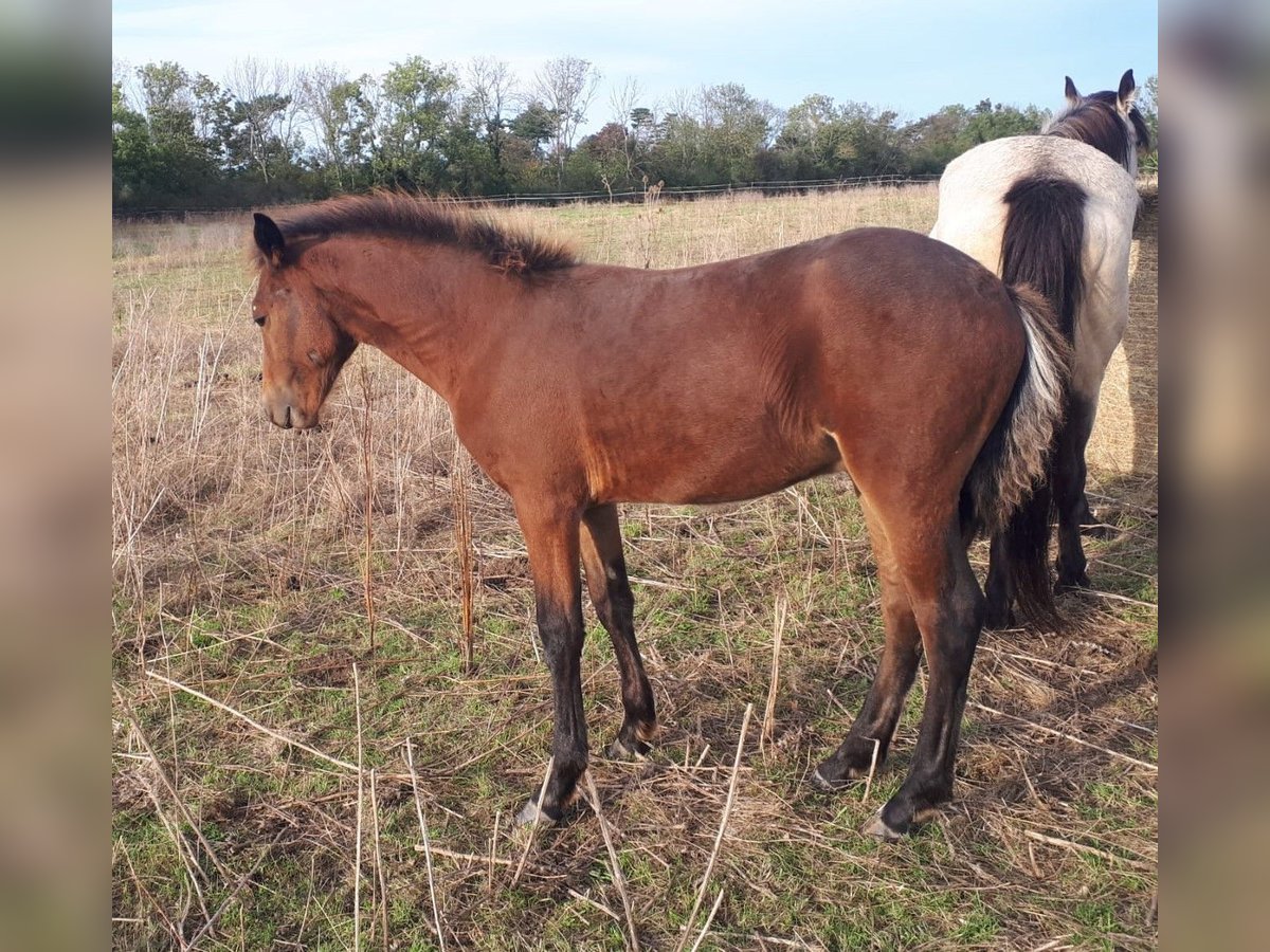 Connemara Stallion 1 year 14,1 hh Brown in Freyburg