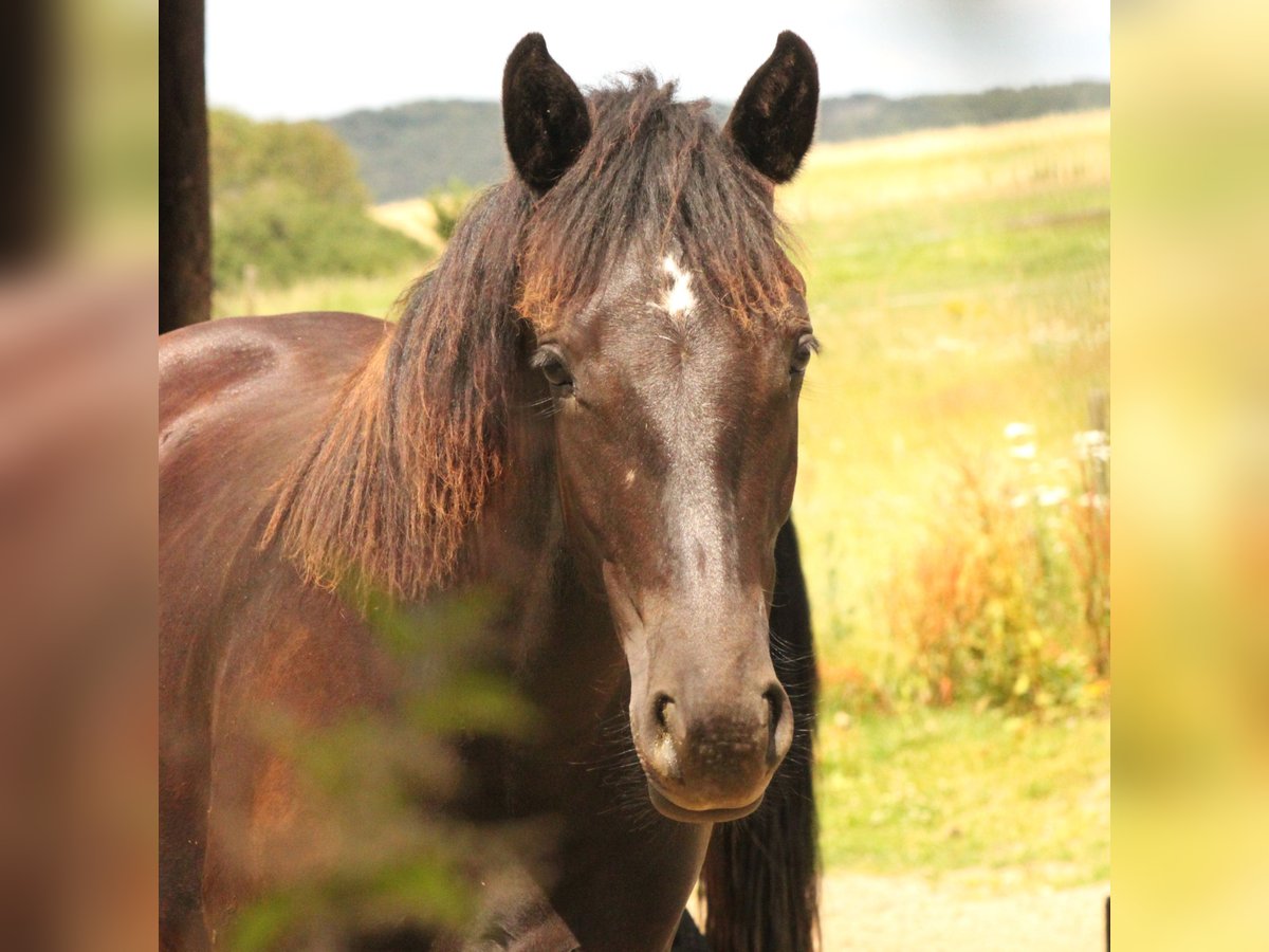 Connemara Stallion 1 year 14,2 hh Black in Boppard