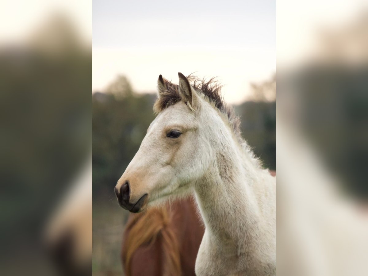 Connemara Mix Stallion 1 year 14,2 hh Dun in Fay de Bretagne