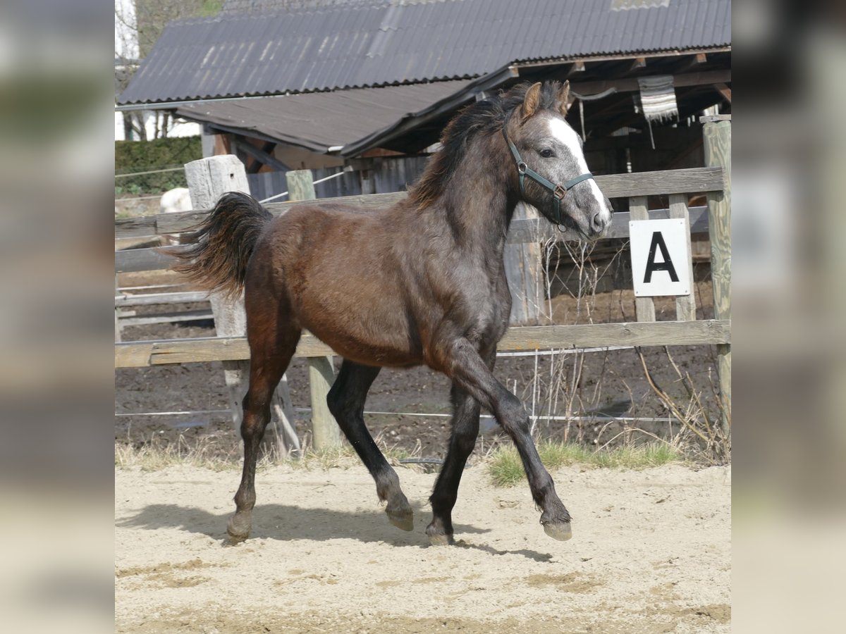 Connemara Stallion 1 year Gray in St.Stefan