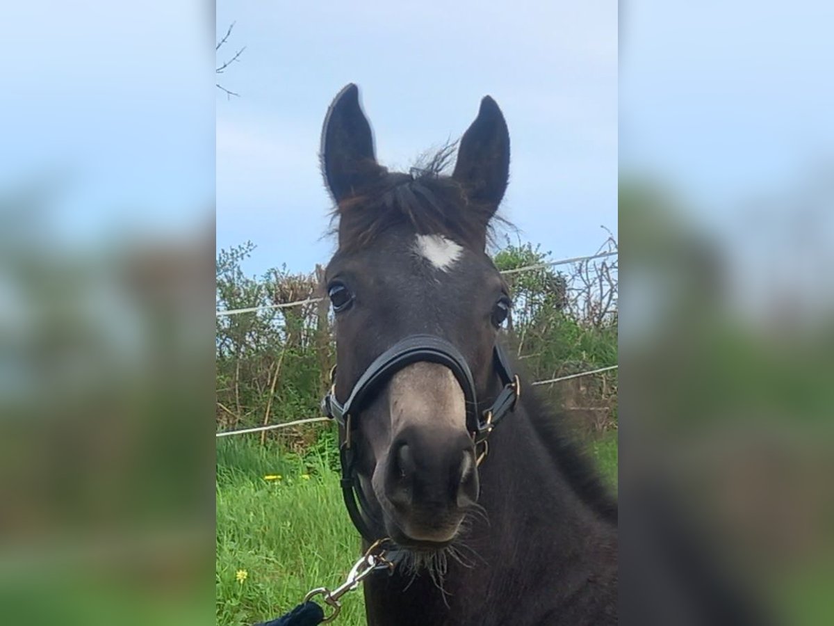 Connemara Stallion 2 years 13,3 hh Gray in Arfeuilles