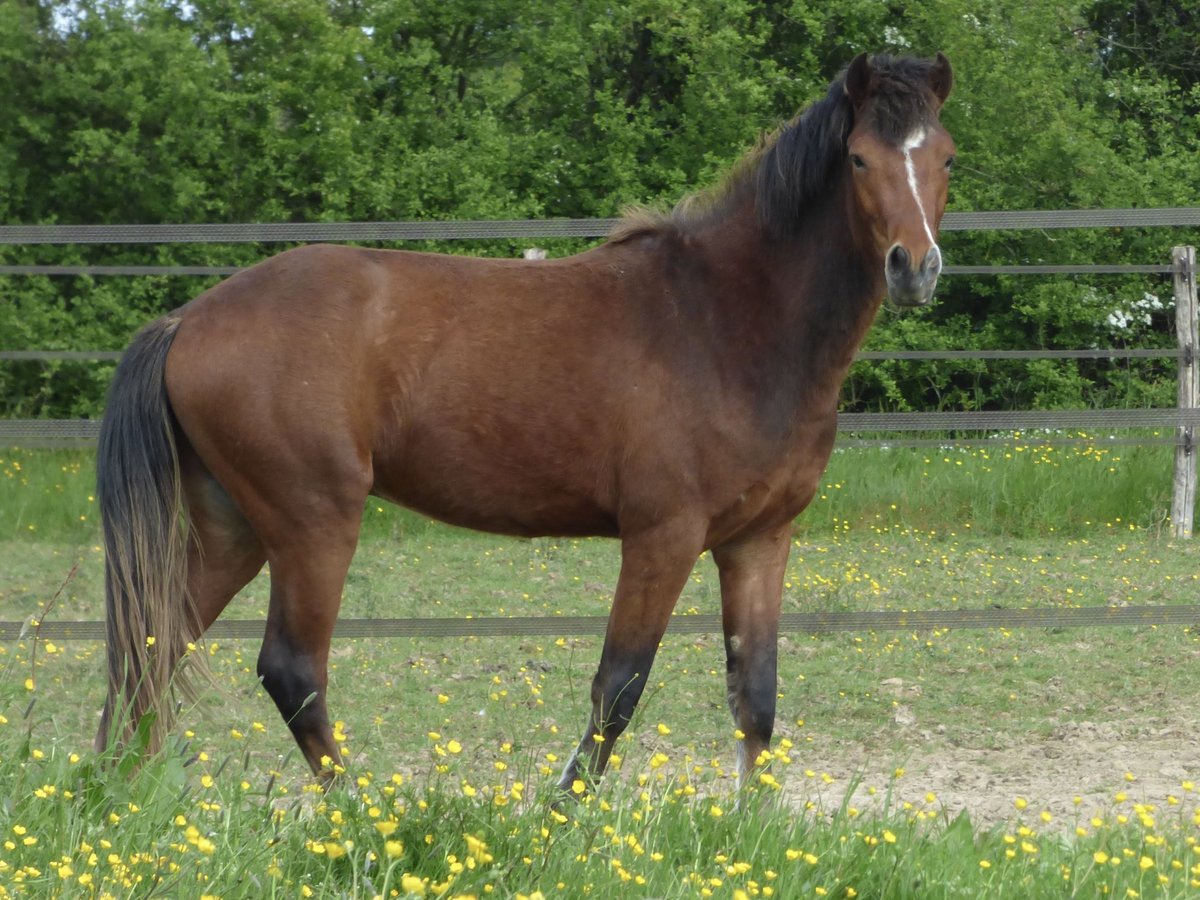 Connemara Stallion 2 years 14,1 hh Brown in Thorigné D&#8217;anjou