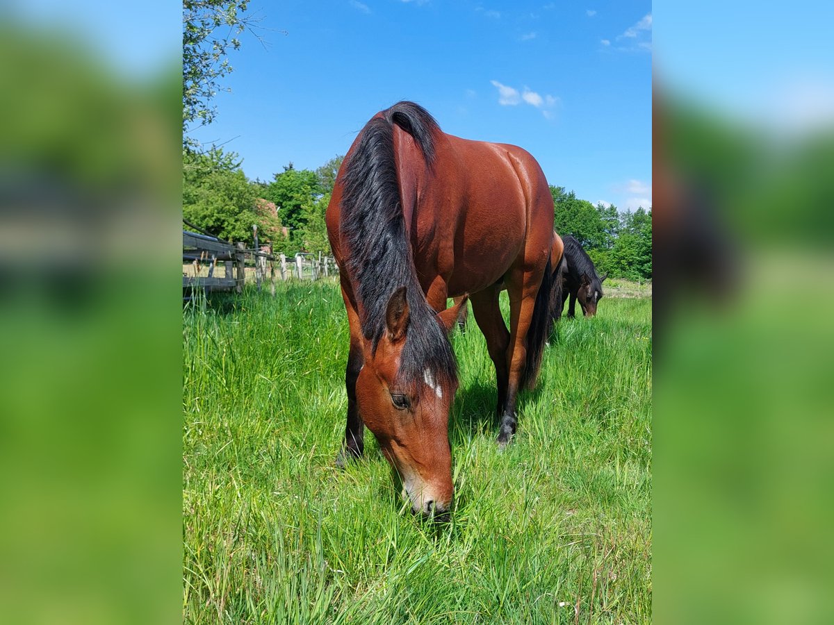 Connemara Stallion 2 years Brown in Hambergen