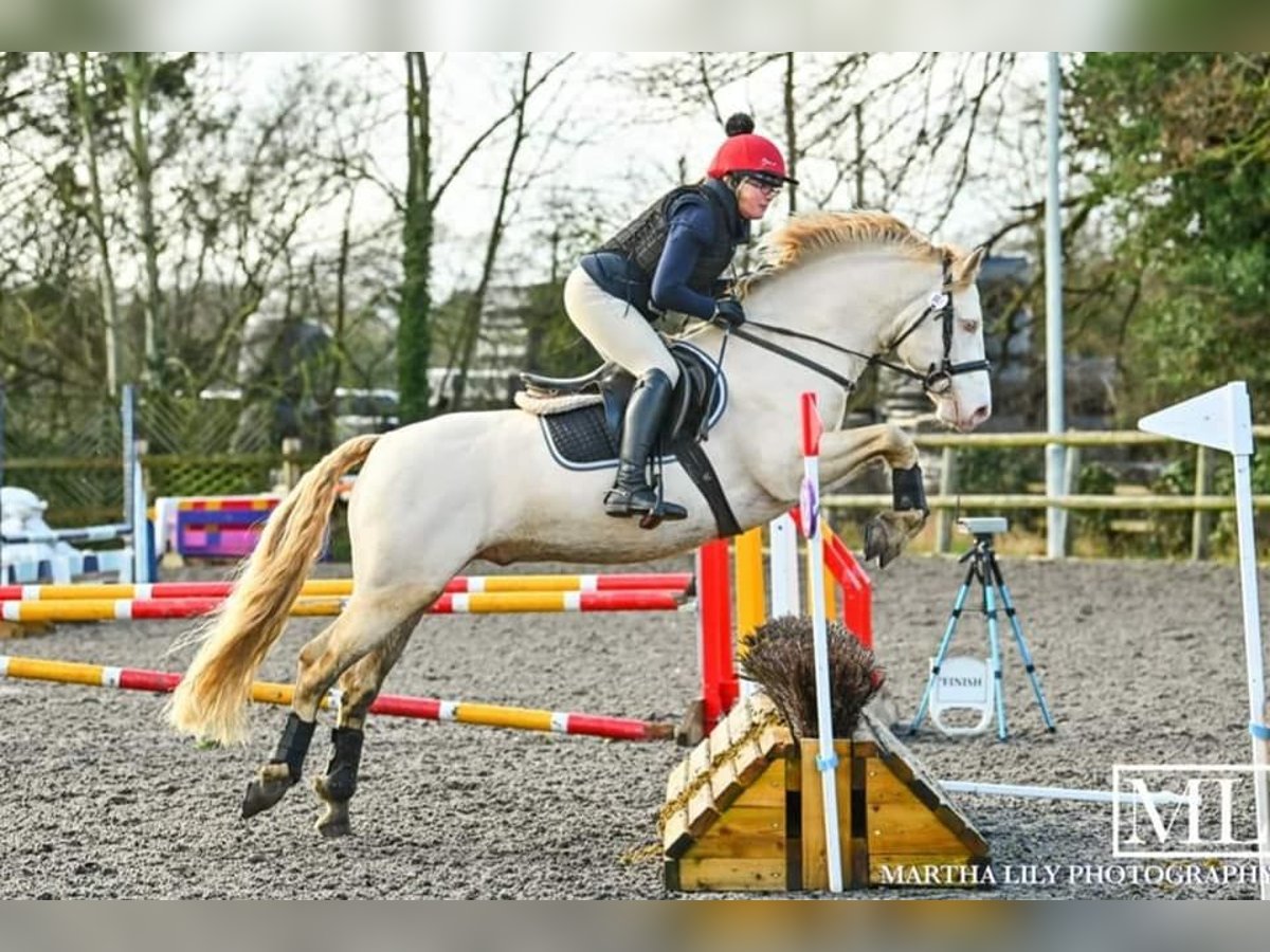 Connemara Stallion 8 years 14,2 hh Perlino in Stottesdon